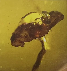 青藏高原的神秘之光·沙中琥珀水下光环的奇观