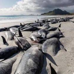 撒哈拉沙漠里，那头搁浅的鲸鱼让我重新认识了生命！