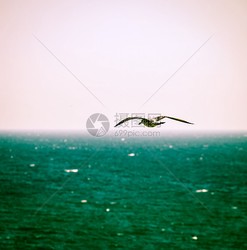 太平洋鹏鸟空间—一场跨越海洋的创意盛宴