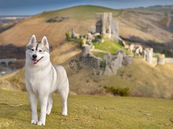 西伯利亚动物大迁徙丨暴走户籍背后的生态隐忧
