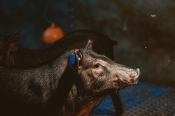 猪小胖的轮回之旅？