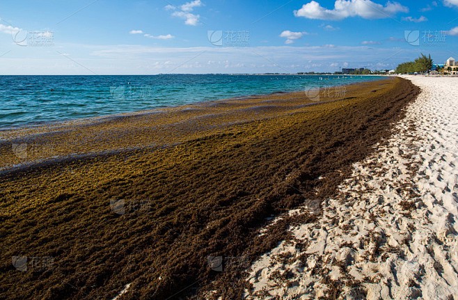 马尾藻海，巴哈马的蓝色秘境！