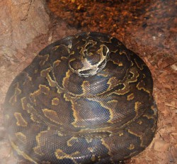 西伯利亚地底海蛇丨荒诞传说背后的疯狂想象