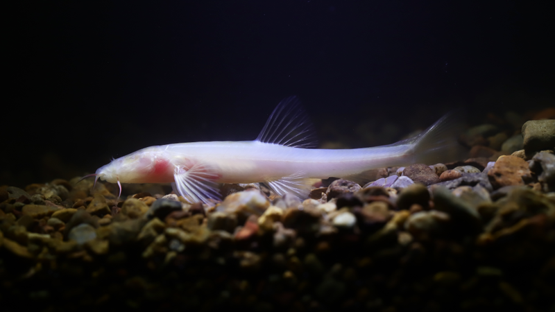 洞穴群动物迁徙异常，缺页档案背后隐藏的谜团…