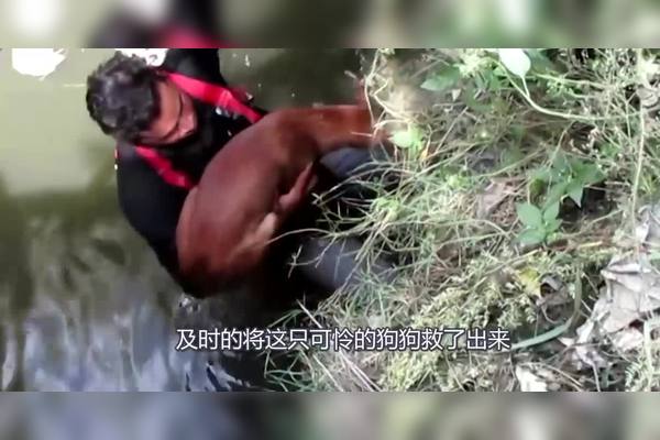 墨西哥马残割:一场令人震惊的兽医伦理与文化冲突 墨西哥马残割:一场令人震惊的兽医伦理与文化冲突