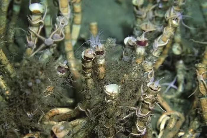 海底的梦游者丨红绳结下的奇妙旅程 海底的梦游者丨红绳结下的奇妙旅程