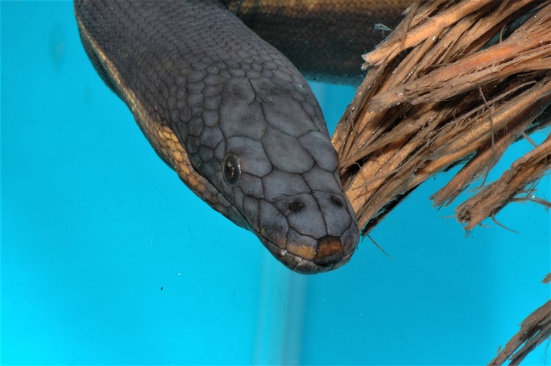 日行大洋洲海蛇·一场与自然的奇妙邂逅