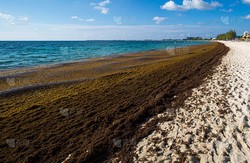 马尾藻海，巴哈马的蓝色秘境！