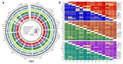 【群星杂谈】银河帝国里的“巴布亚人”狂热｜一份关于杂交计划的官方记录（伪）