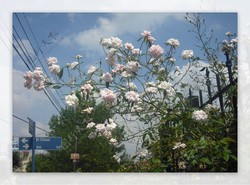 白莲开在城西老巷…