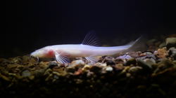 洞穴群动物迁徙异常，缺页档案背后隐藏的谜团…