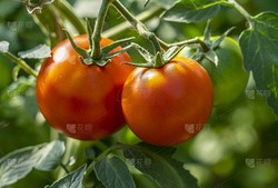 老李那颗会害羞的番茄？