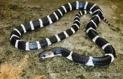 雪山与海蛇的隐秘对话！