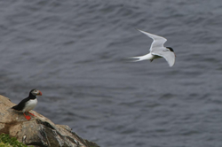 北极白龙守护：一场与时间赛跑的使命