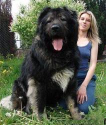 高加索丰收利维坦丨探寻神秘高原的农业奇迹