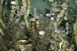 海底的梦游者丨红绳结下的奇妙旅程