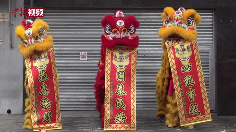 我梦见了南美狮鹫，醒来后才知道它在看我！