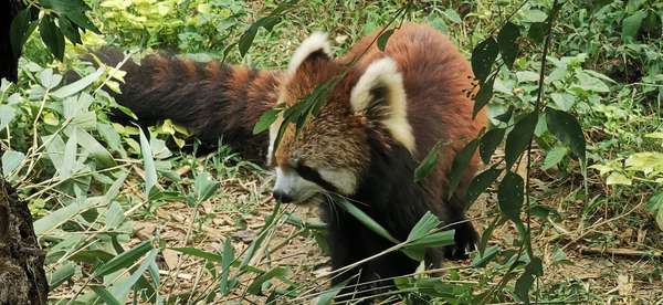 喜马拉雅火鸟隐身·我差点被一个隐藏功能骗了