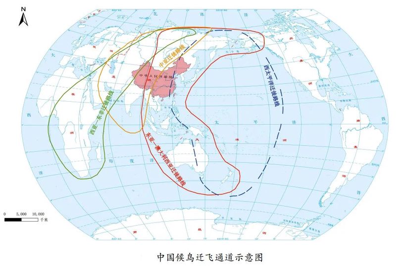 航道盲区里的鸟群—那些我们永远无法翻译的飞行密码