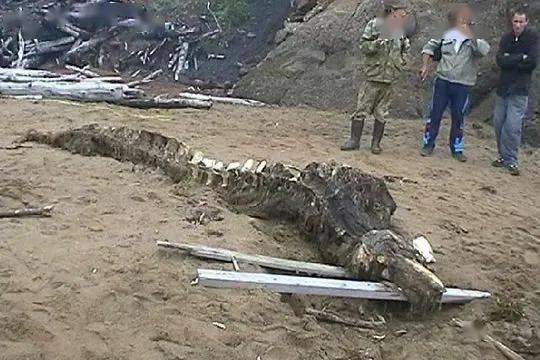 昆仑山脉的神秘守护者｜隐身铜龙之谜