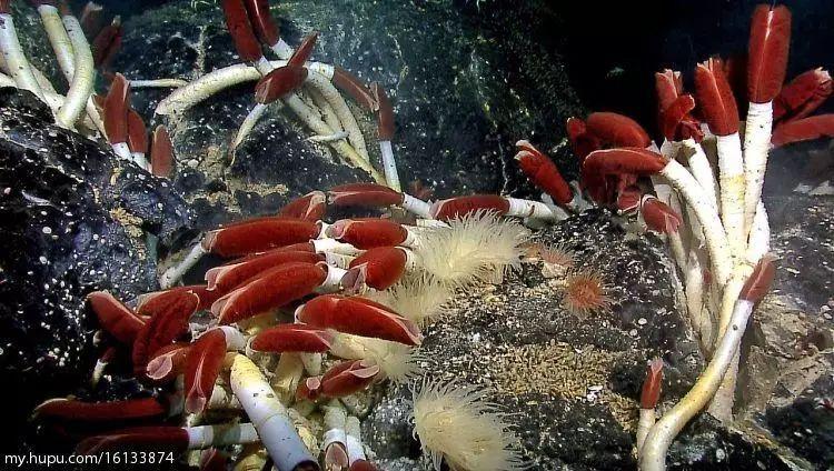 海底深处，我看见了会发光的“鱼鳞”？