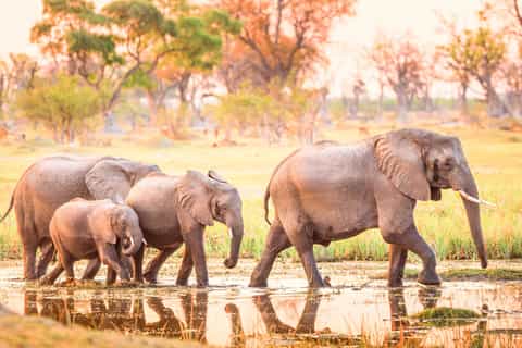 FLIR1博茨瓦纳—科技助力野生动物保护 FLIR1博茨瓦纳—科技助力野生动物保护