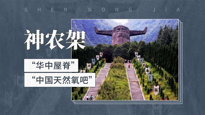 神农架的黑暗火鸟丨我亲眼见过它飞过山脊