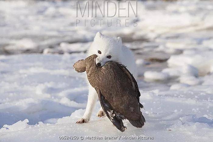 北极的寒夜,我看见了狐仙的影子… 北极的寒夜,我看见了狐仙的影子…