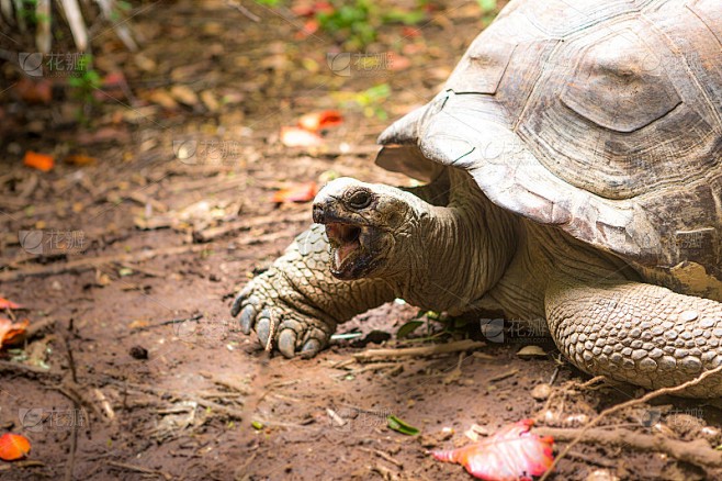 丰收的地中海巨龟｜一个关于自然与生命的奇迹