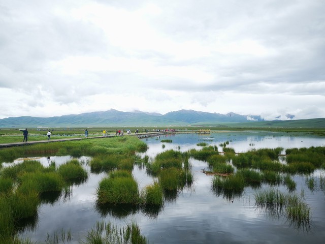 探寻沼泽远古银龙的神秘传说! 探寻沼泽远古银龙的神秘传说!