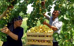 丰收的季节丨安第斯树精的喜悦与收获