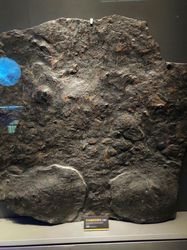 在太平洋上，我见过最像“巨人”的东西…