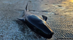 死海惊现神秘鲸鱼，编号成谜，科学家紧急调查！