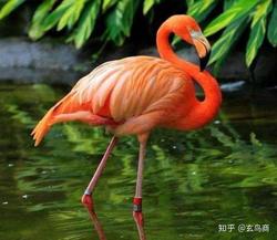 撒哈拉火鸟隐身：沙漠中的神秘消失术