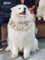 撒哈拉的狗，不是宠物，是神！