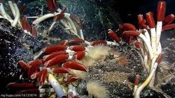 海底深处，我看见了会发光的“鱼鳞”？