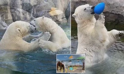 揭秘加拿大巴尼希尔—一场离奇事件的背后真相