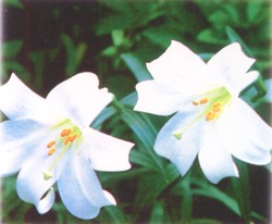 百合花 Lane 的秘密…