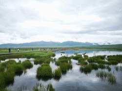 探寻沼泽远古银龙的神秘传说！