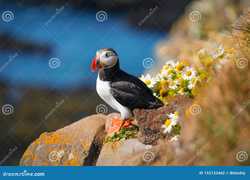 冰川之上的生存之谜—大洋洲冰川鹏鸟探秘