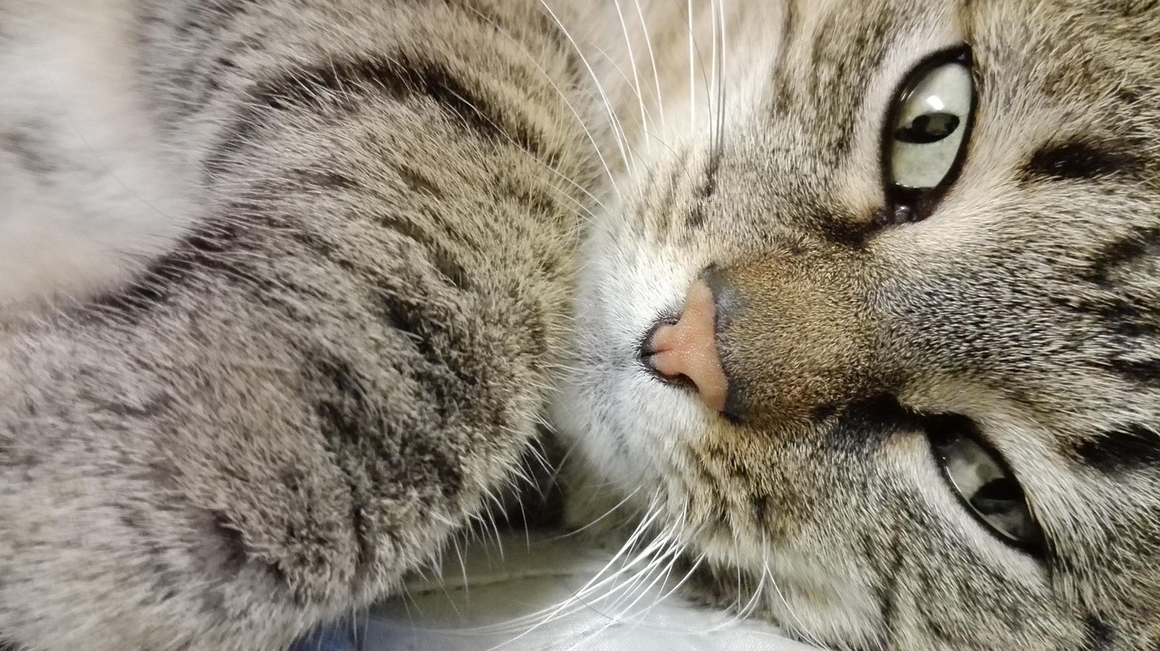 世界上最大的猫(图2)