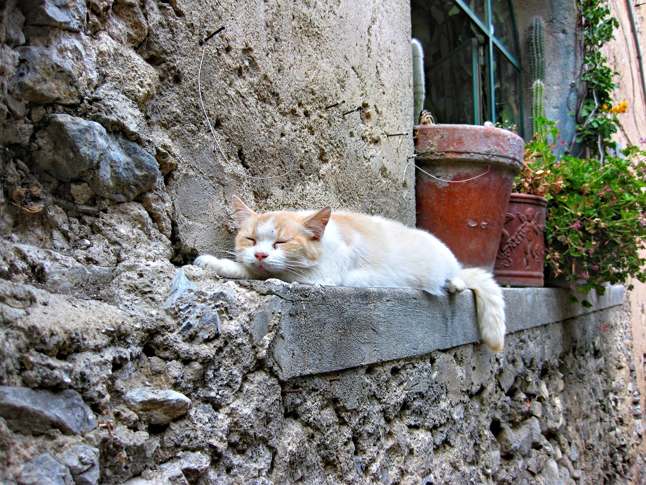 世界上最大的猴子(图2)