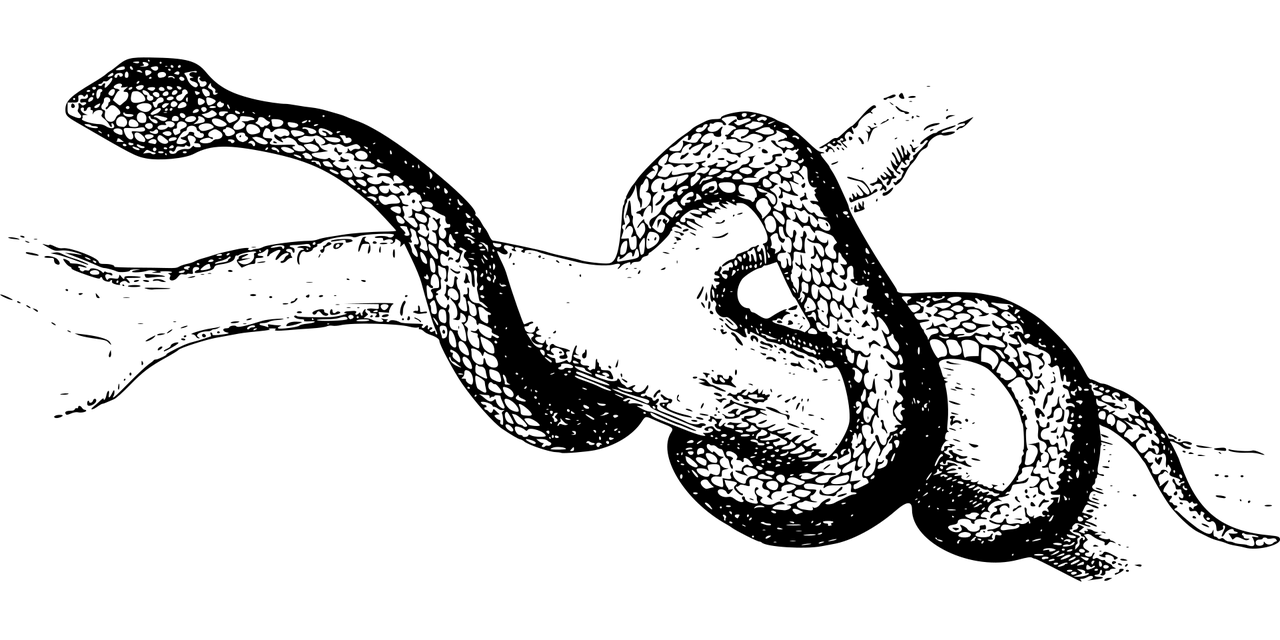 世界最毒的蛇(图1)