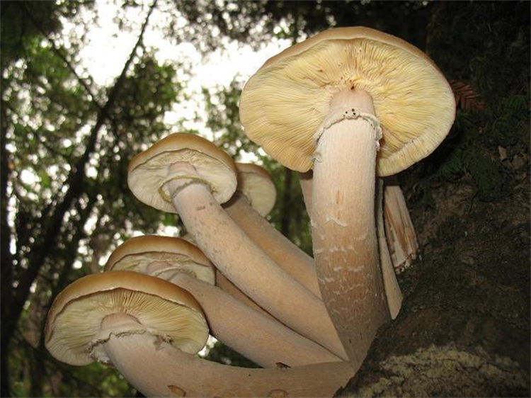 再到外星基地建设——探索其改变世界的重大意义-蘑菇-从农业革命到地球修复 (再到外星基地的电影)(图1)