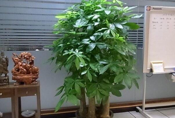 鸿运当头喜庆-富贵竹节节高升-家里再穷也要养这三种花-发财树四季如春 (鸿运当头喜庆后5个字是什么,组成11个字春联)(图1)