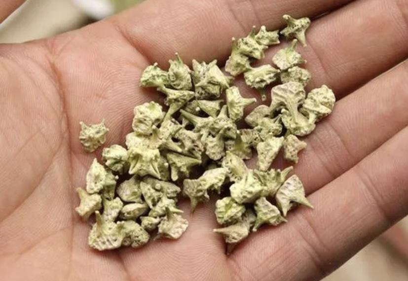 国外臭名昭著的植物——蒺藜-背后竟隐藏着惊人的药用价值 (国外臭名昭著的外号名字)(图1)